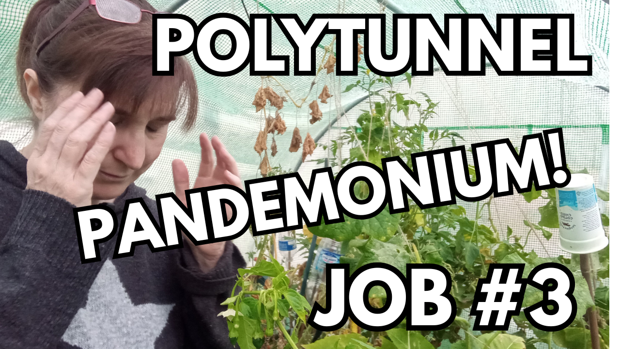 Day 3 of My Garden Challenge