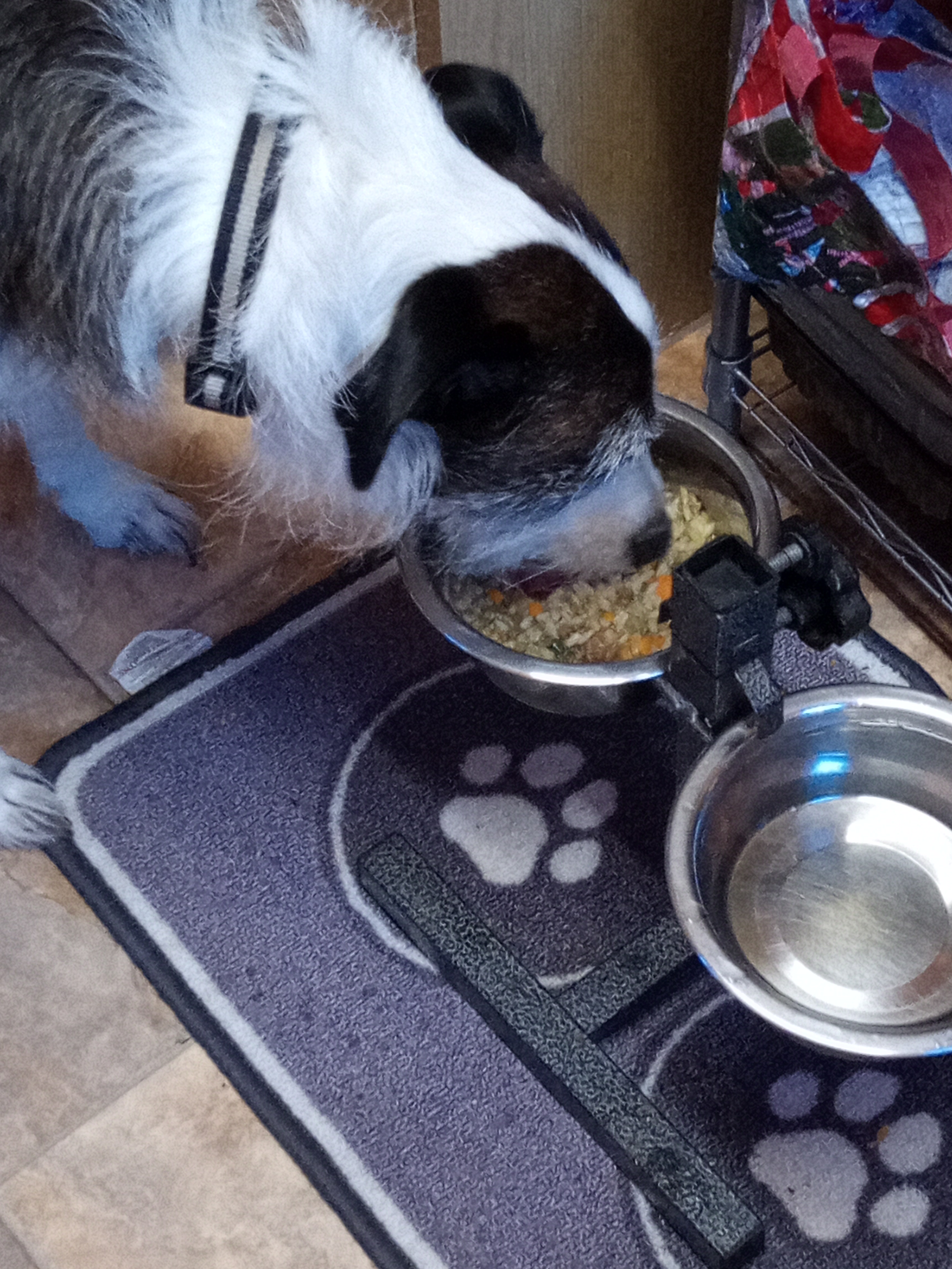 dog eating a bowl of home cooked food, in the kitchen