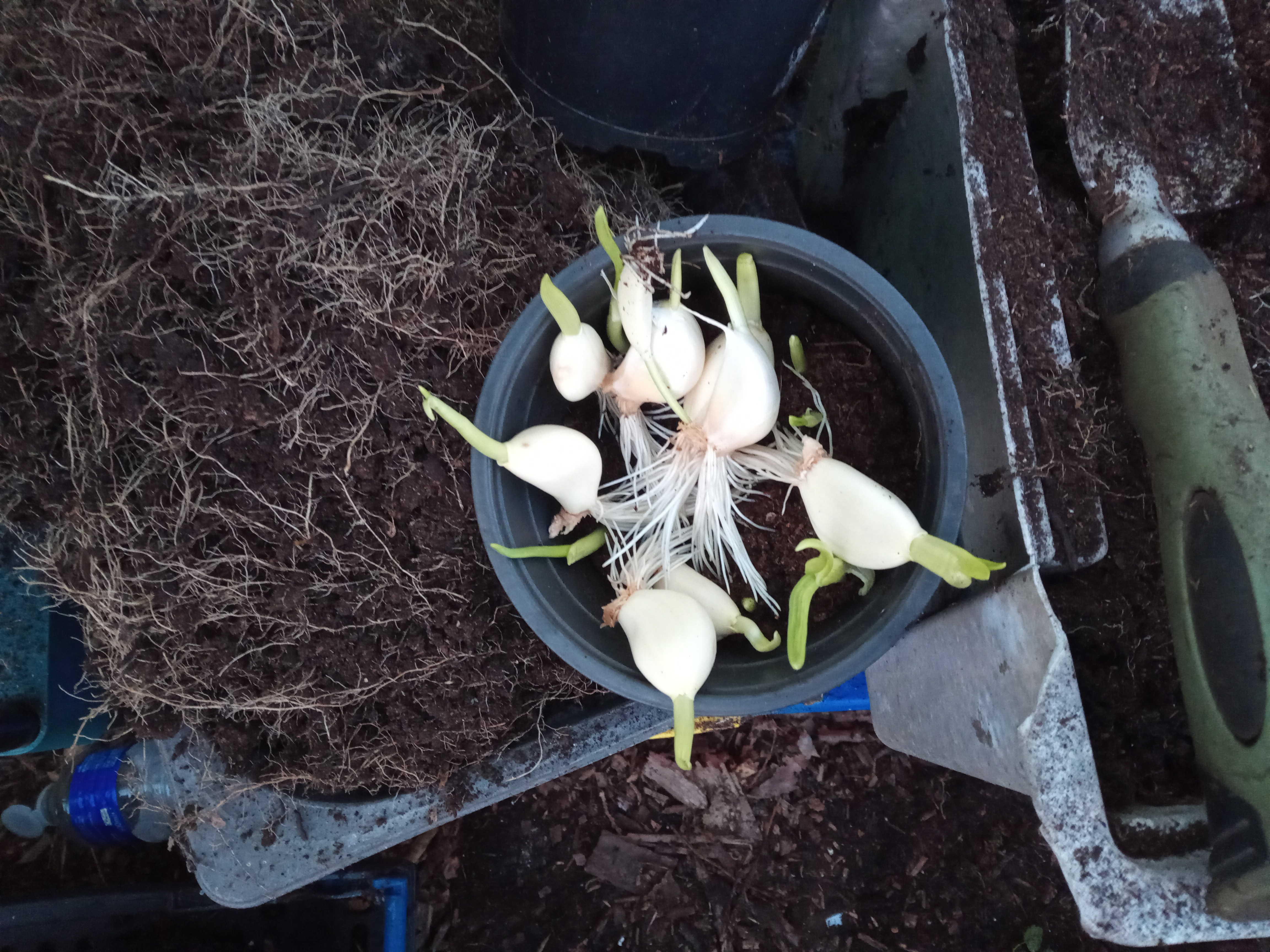 Garlic – done differently!
