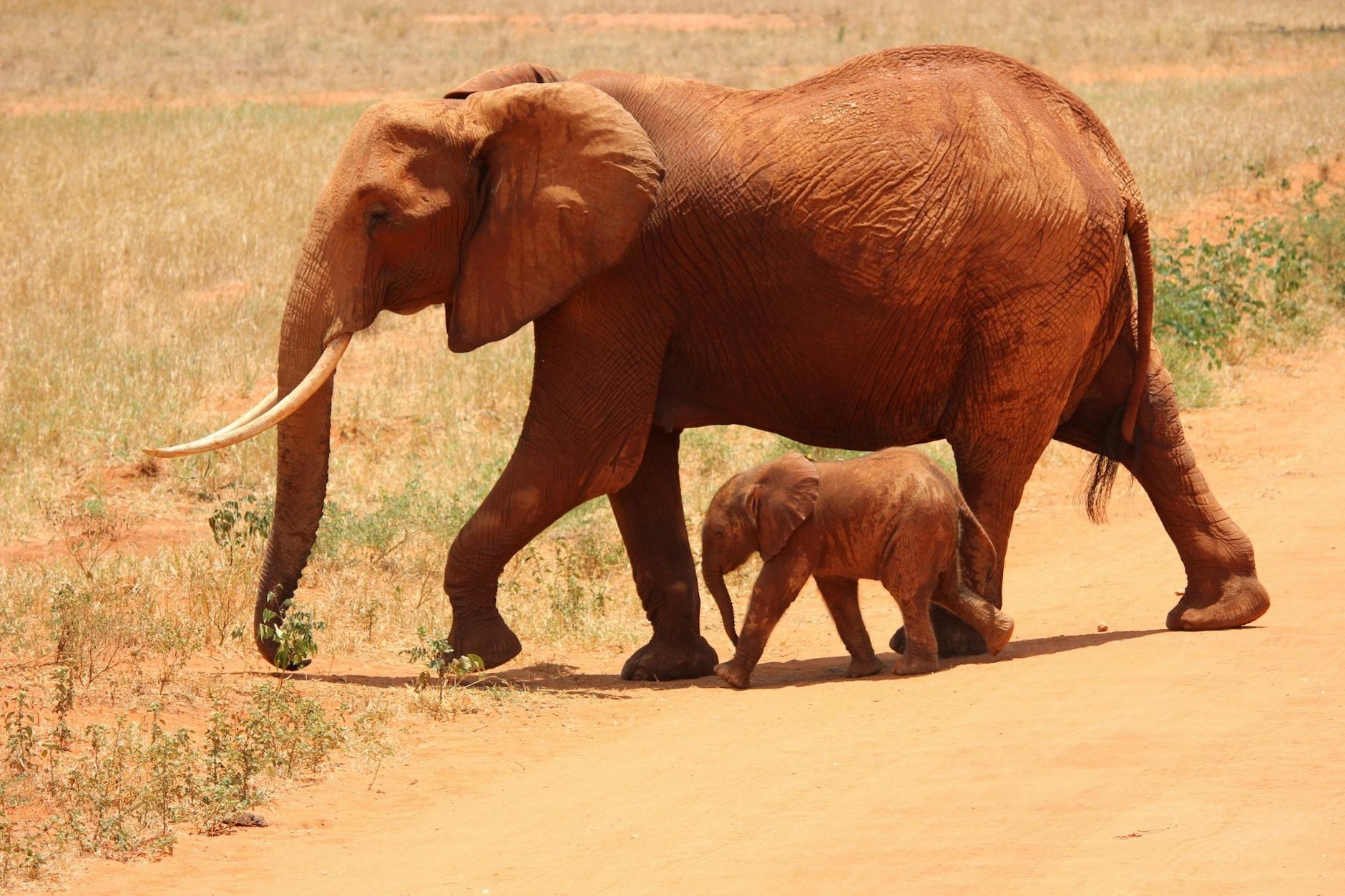 Can We Be As Caring As Animals Please?