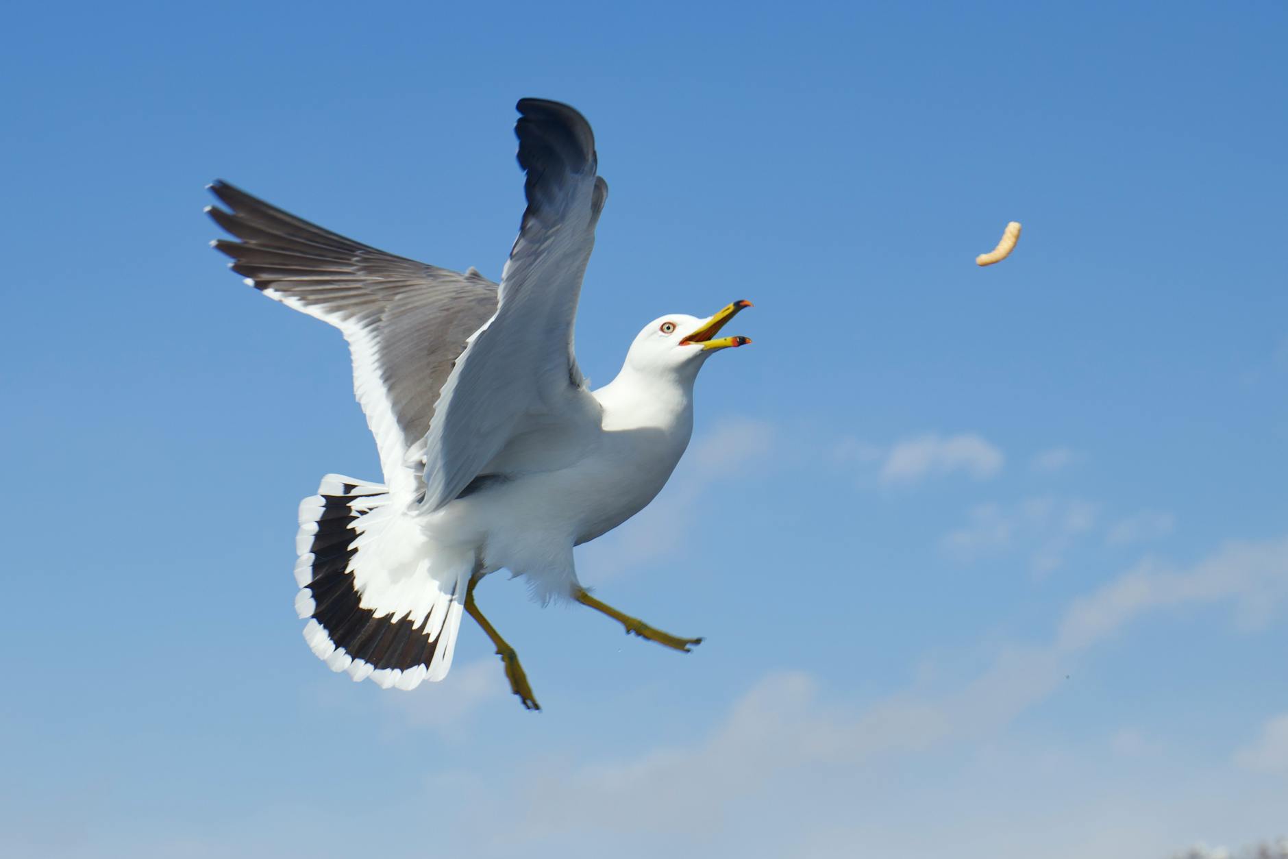 We have a stupid seagull!